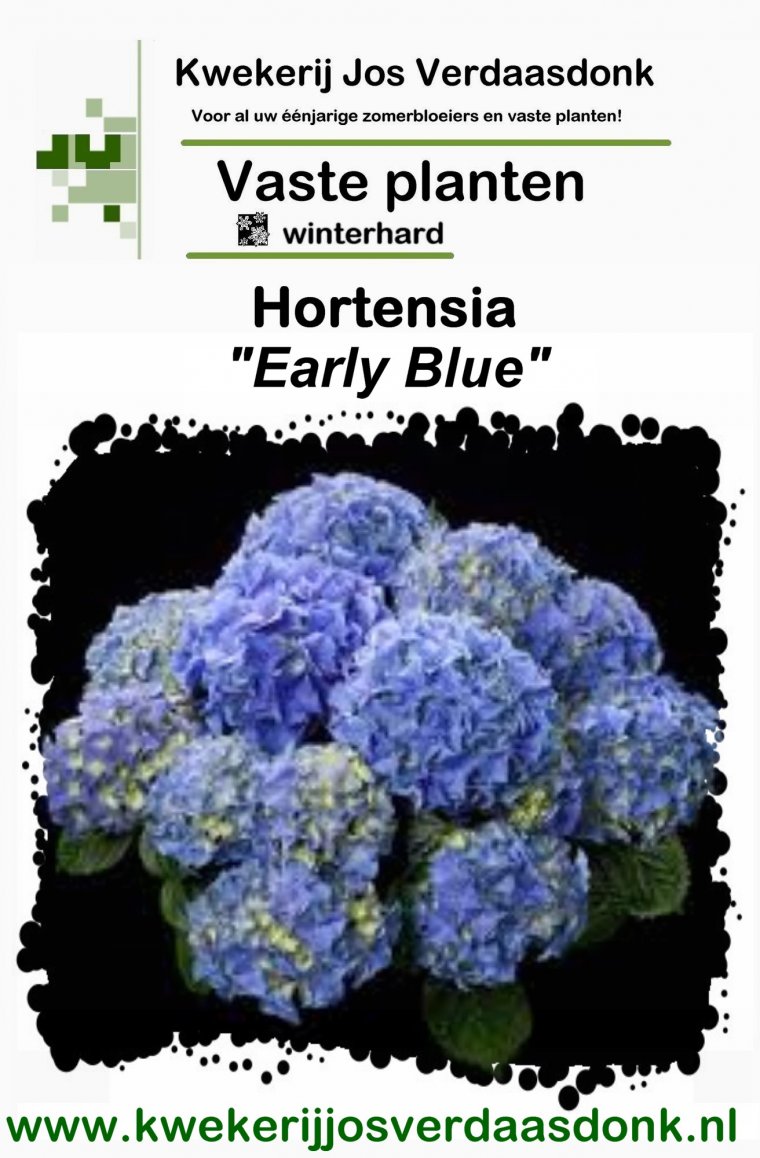 Hydrangea Early Blue